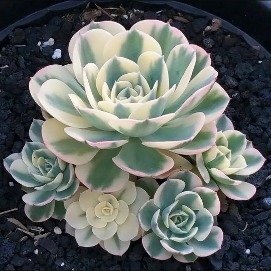 suculenta