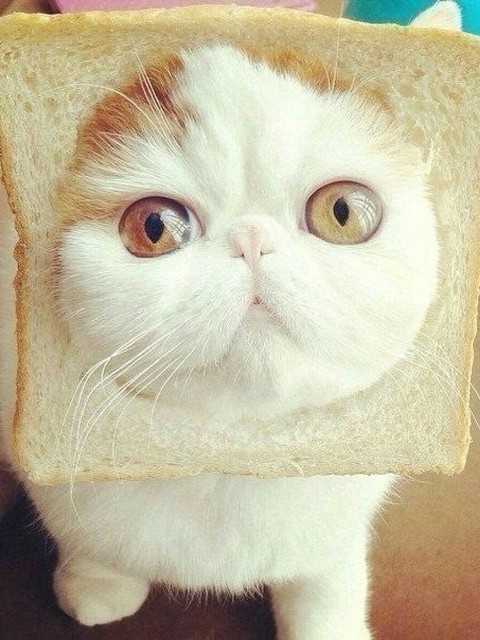 Cat=)