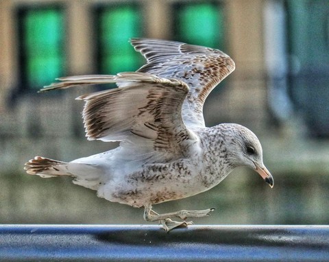 шпалери accipitriformes, Gull