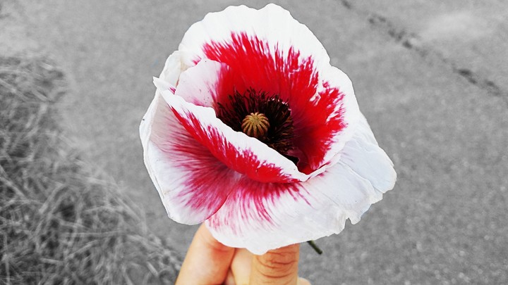 poppy seed flower