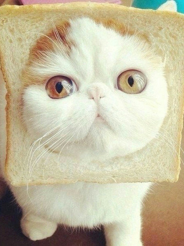 Cat=)