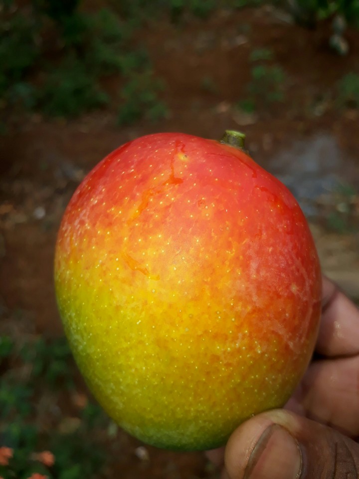mango