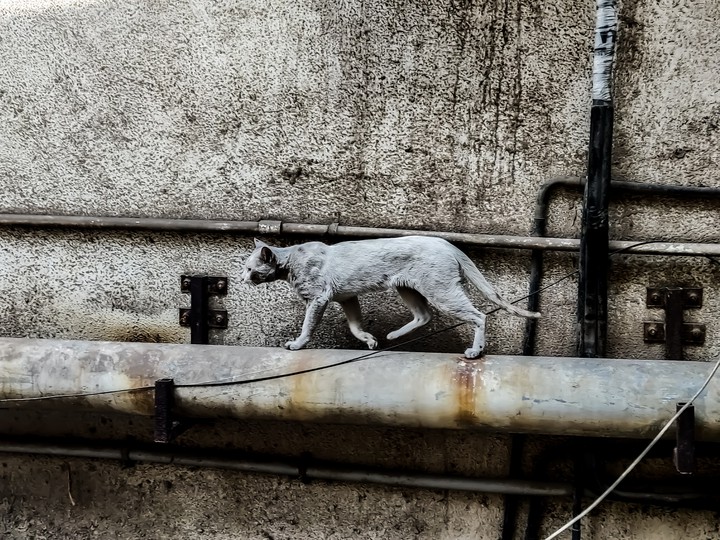 white cat