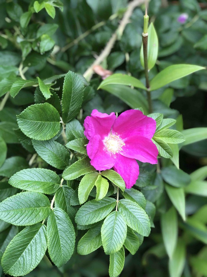 flower #SunnyCreek farm