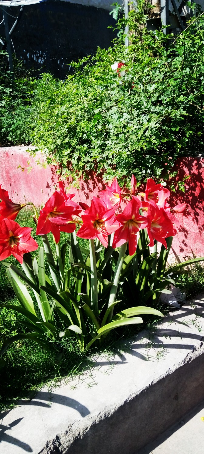 Red Flowers