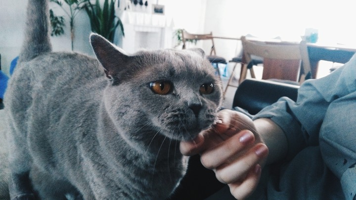 Кошка моей подруги,Сара