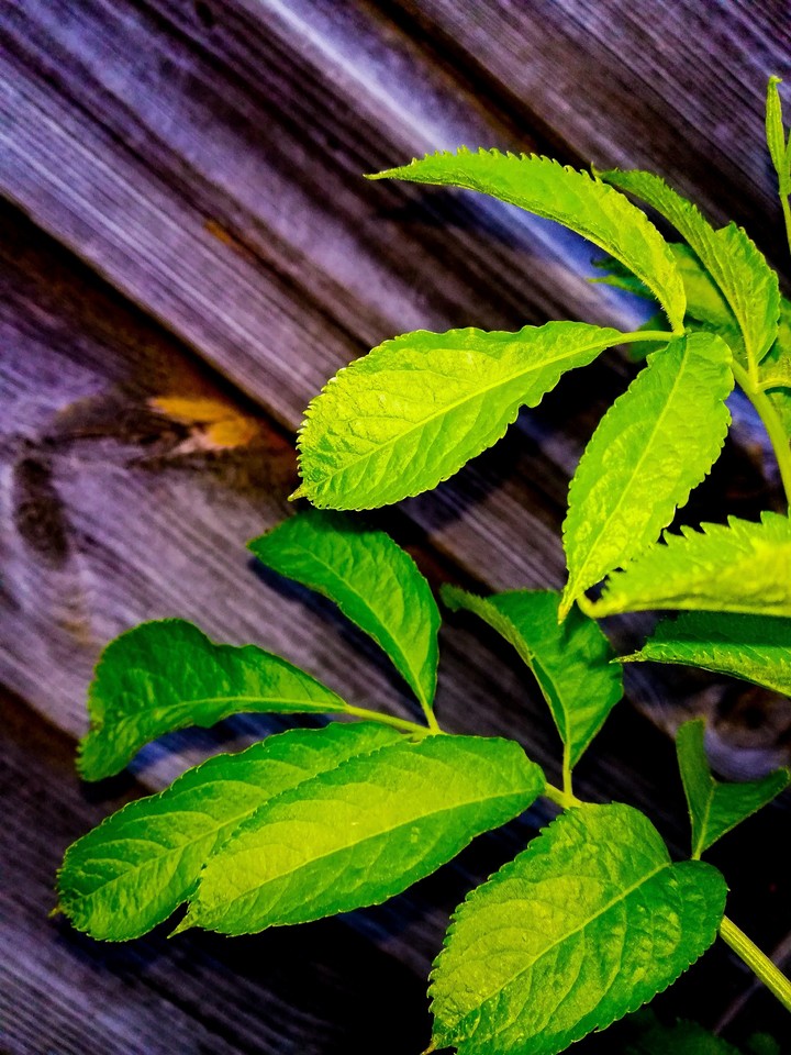 Plant
