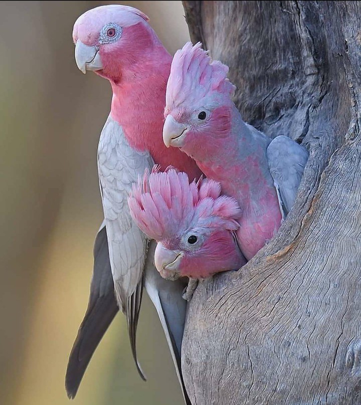 beautiful birds