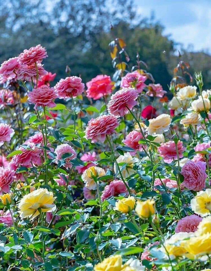 beautiful roses