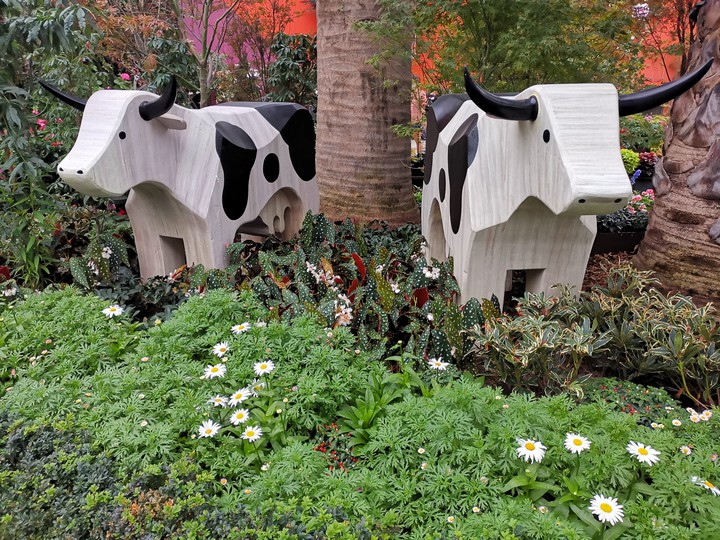 cow