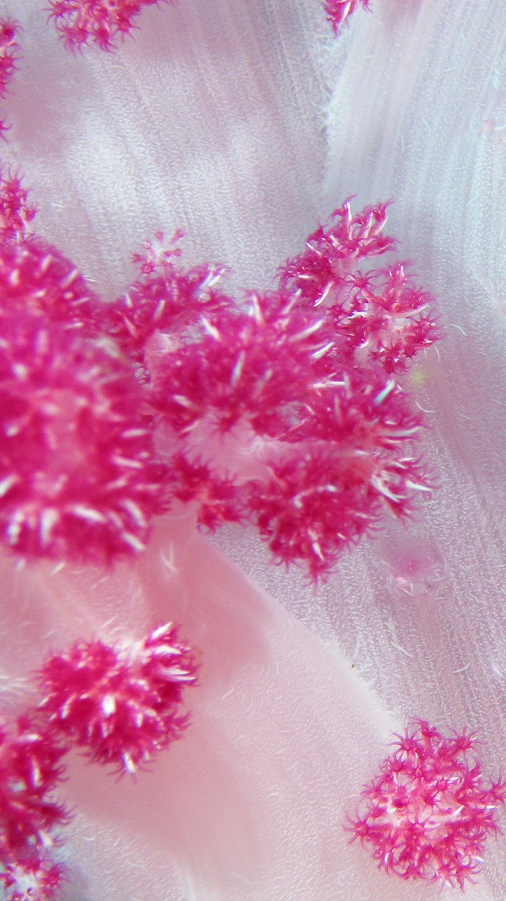 pink