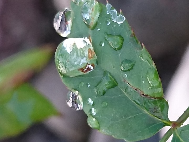 dew #rain #nature #leaf