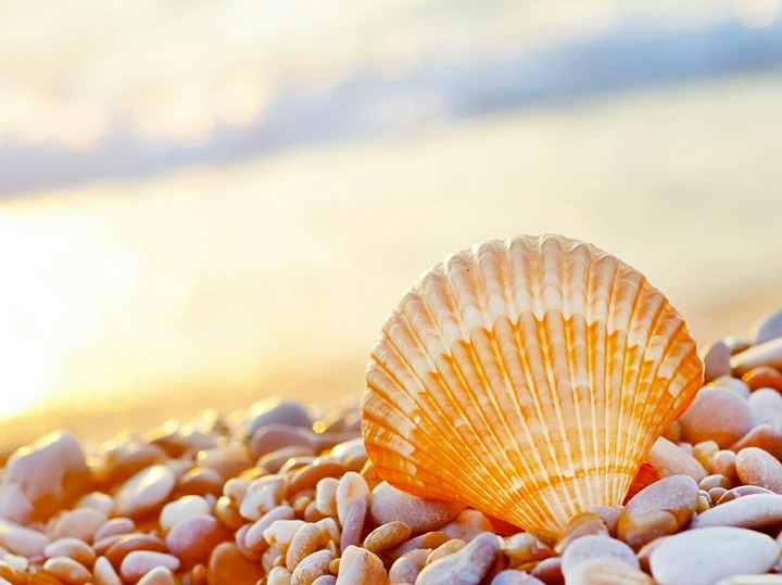 stones shells