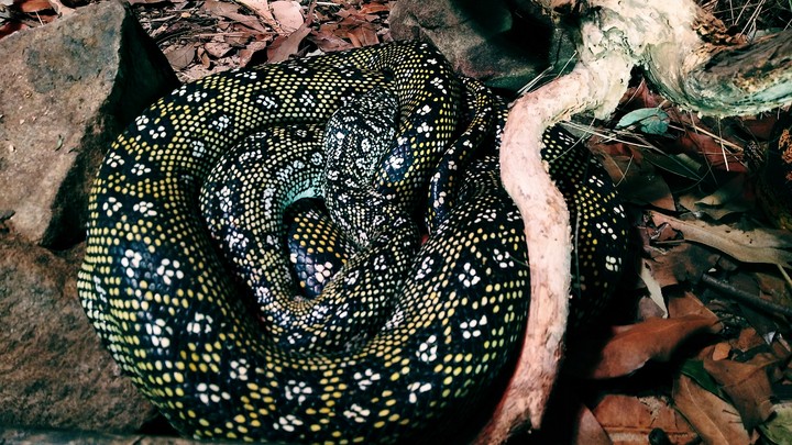 sleeping snake