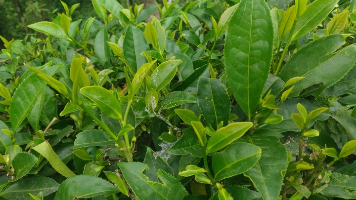 tea Bush