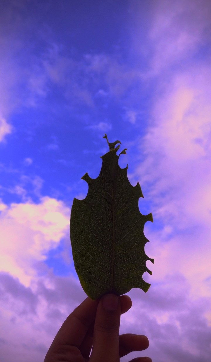 purple sky