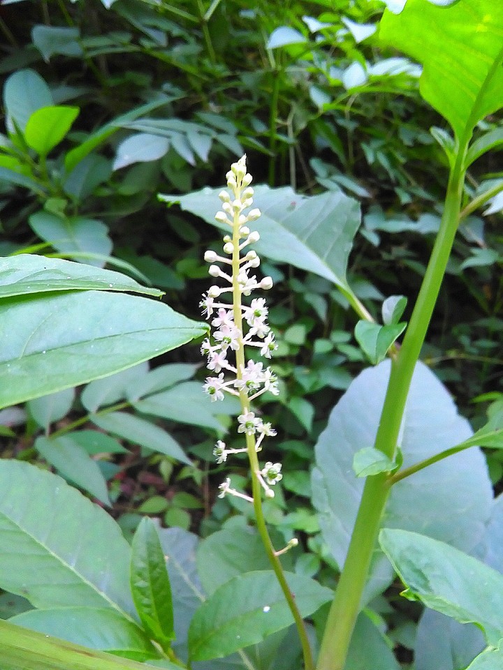 Cute Flower in the Garden^.^