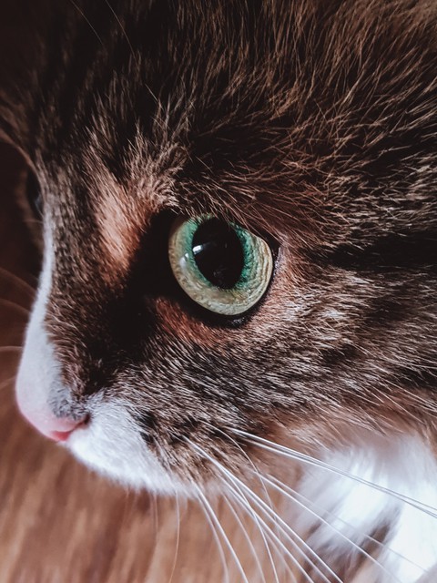 Cat's eye