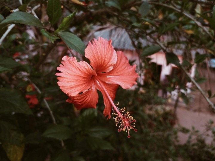 hibiscus