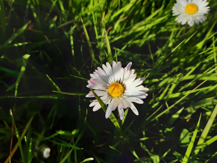 Pâquerette qui fleurit sous le soleil qui perce l'hiver
