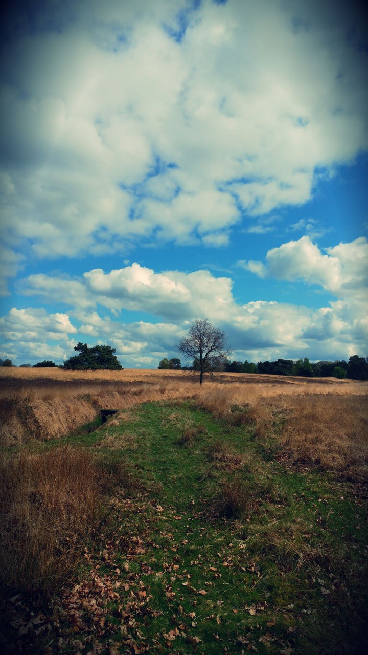 Lonely tree
