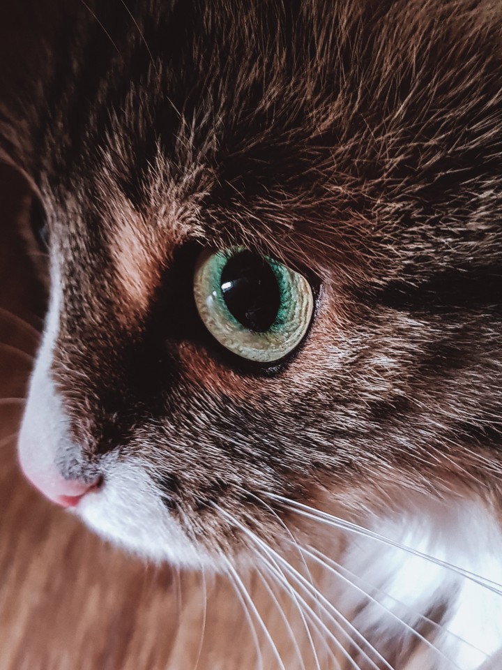 Cat's eye