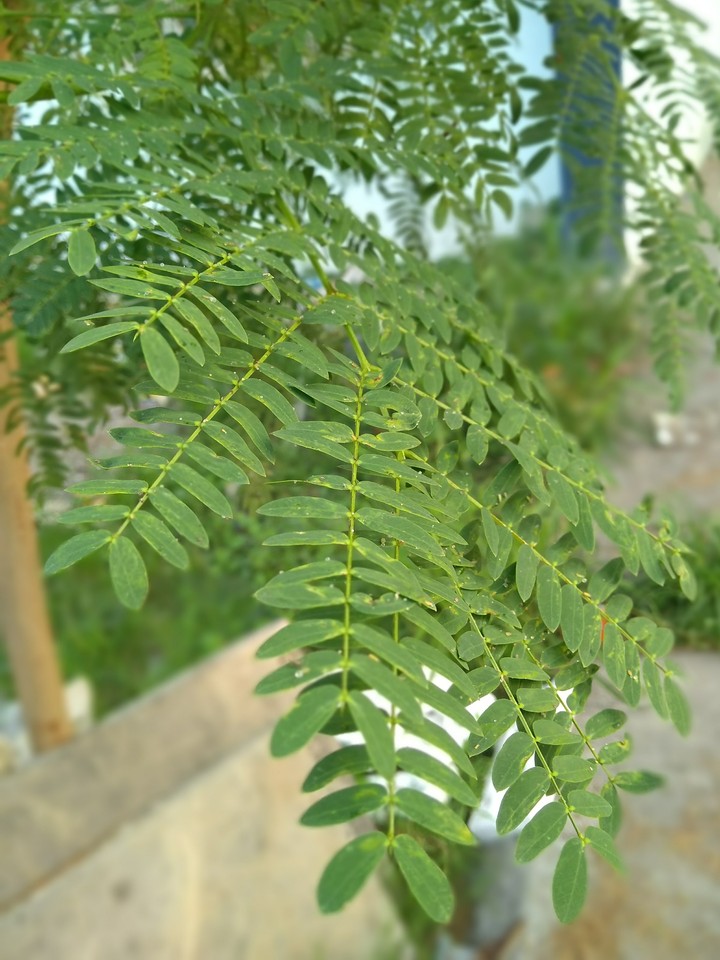 #green