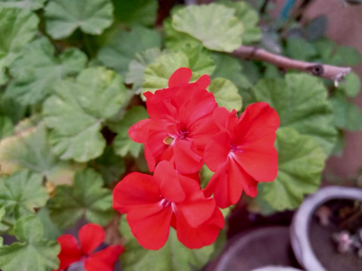 Flowers