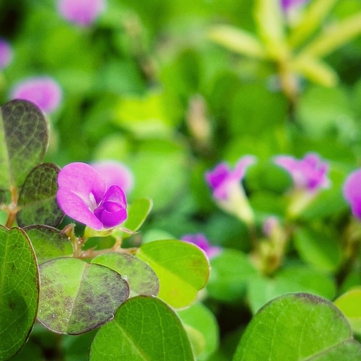 small flower