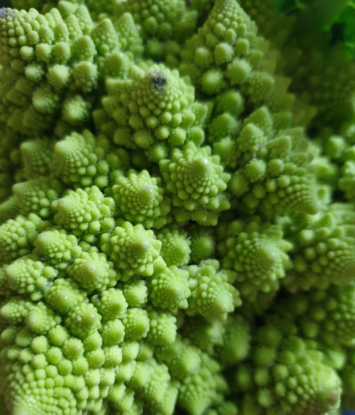 Geometry in nature
