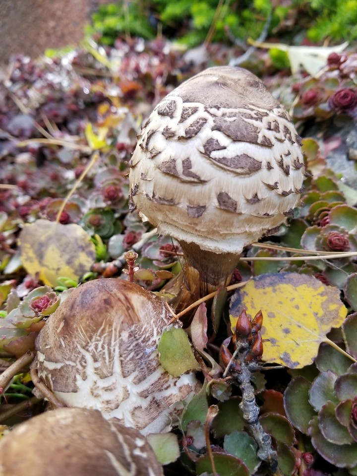 whoa, shrooms.