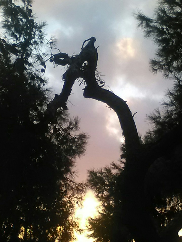 pine trees