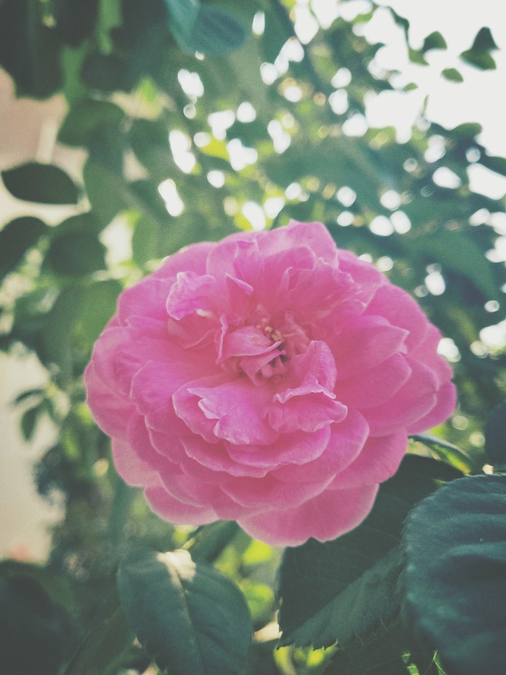 rose flower