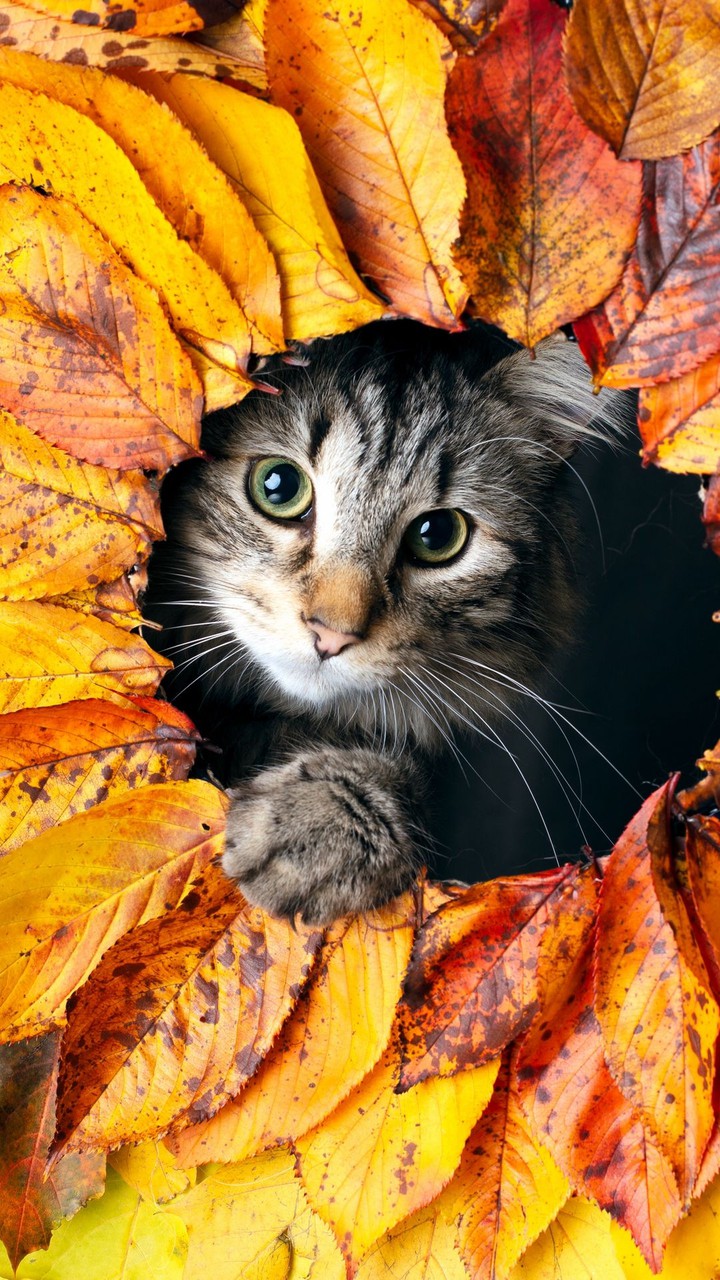 Hiding