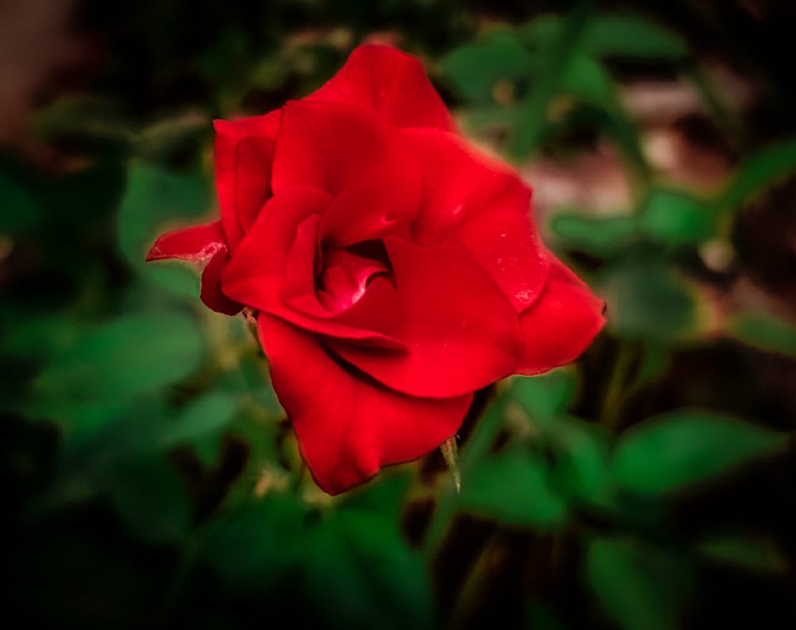 rose