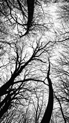 There is no leaf on the tree