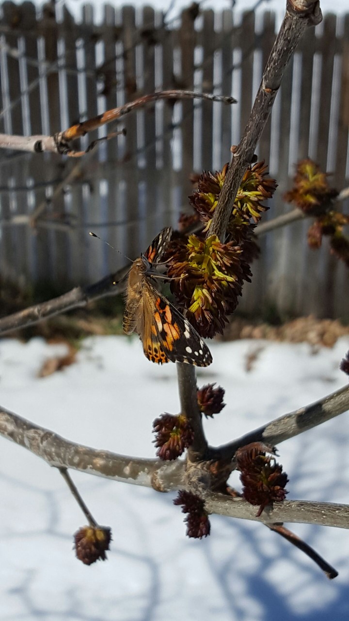 Butterfly in Winter