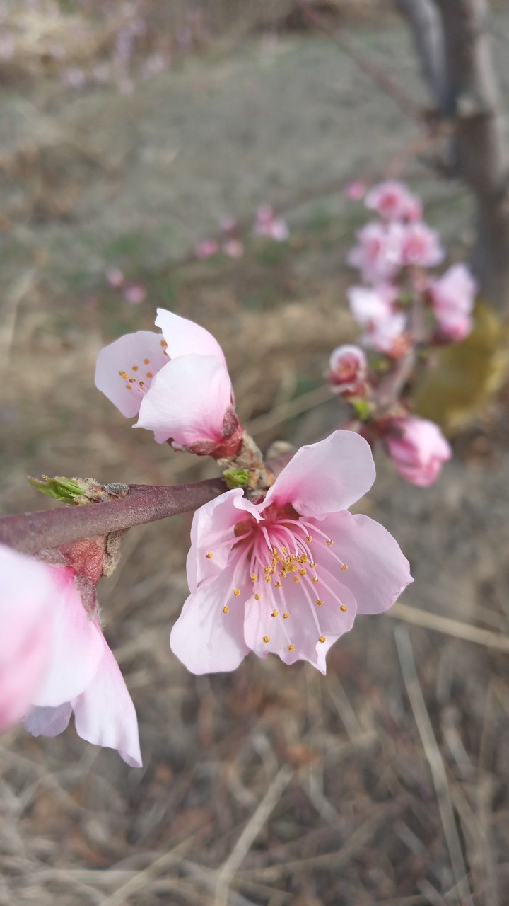flor de durazno