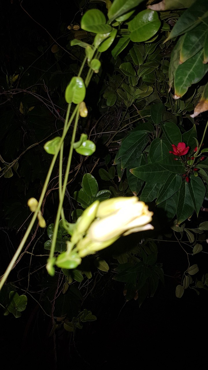 Night flower