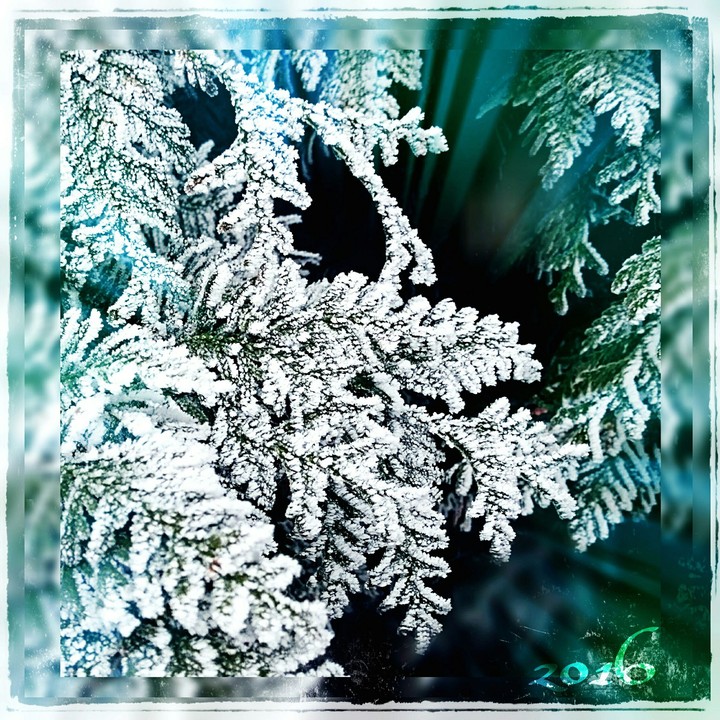 frosty