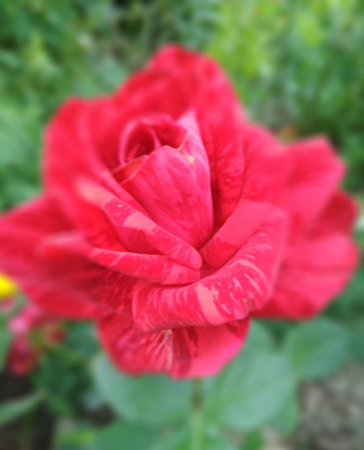 beauty flowet