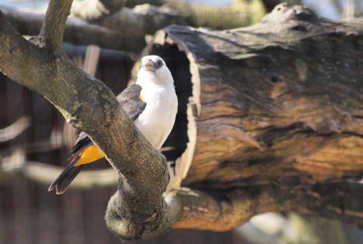 white power bird