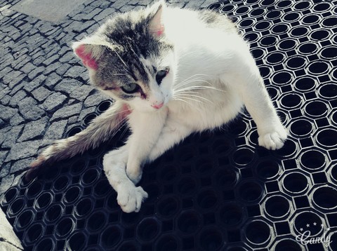 cat:3