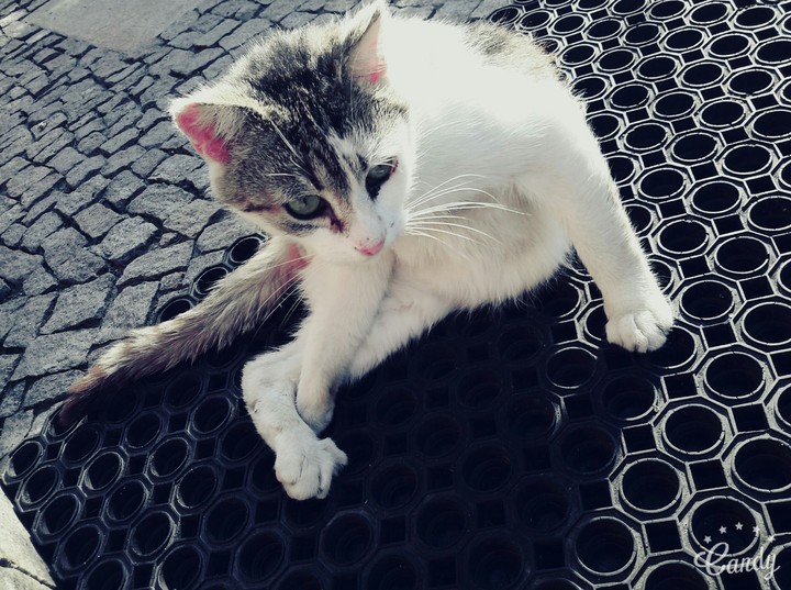 cat:3