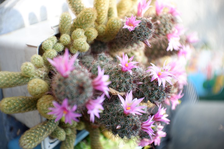 pink mammillaria