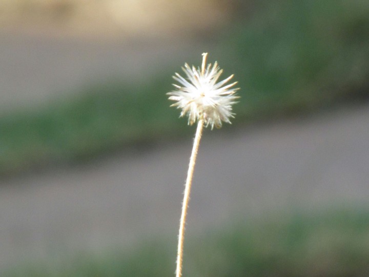 the white spooky flower