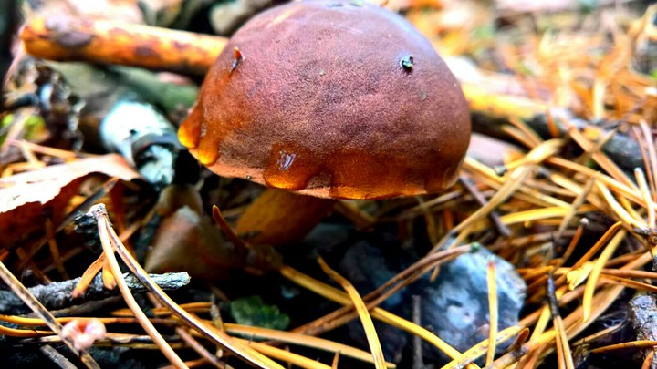 mushroom 2018.11. 04