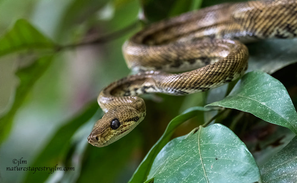 Boa Ready To Strike. !!!!!!!!!!!!! by Judylynn Malloch