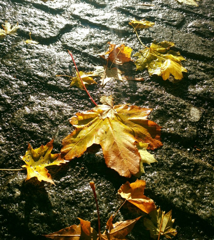 Last Leaves from Autumn