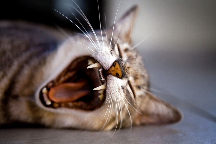 cat 